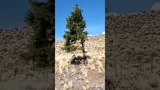 La Patagonia 🇦🇷 también es esto #patagonia #argentina #patagoniaargentina #esquel #tecka #travel