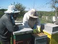 Подарили супер матку! (відео записалось не до кінця, сіла батарея на камері)