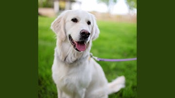 Fun Moods for Lazy Doggo