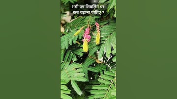 शमी पत्र शिवलिंग पर कब चढ़ाना चाहिए? 🙏🏻🌱#bhakti #divine #upay#shorts#shivling#TheDivineSansaar#like