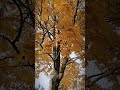 Золотая осень в Таганроге🍁🍁🍁 #красота #таганрог #золотаяосень #россия #клён #природа #осень #кайф