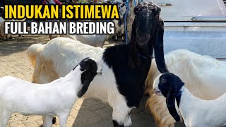 Update harga kambing hari ini, pasar kambing wlingi blitar