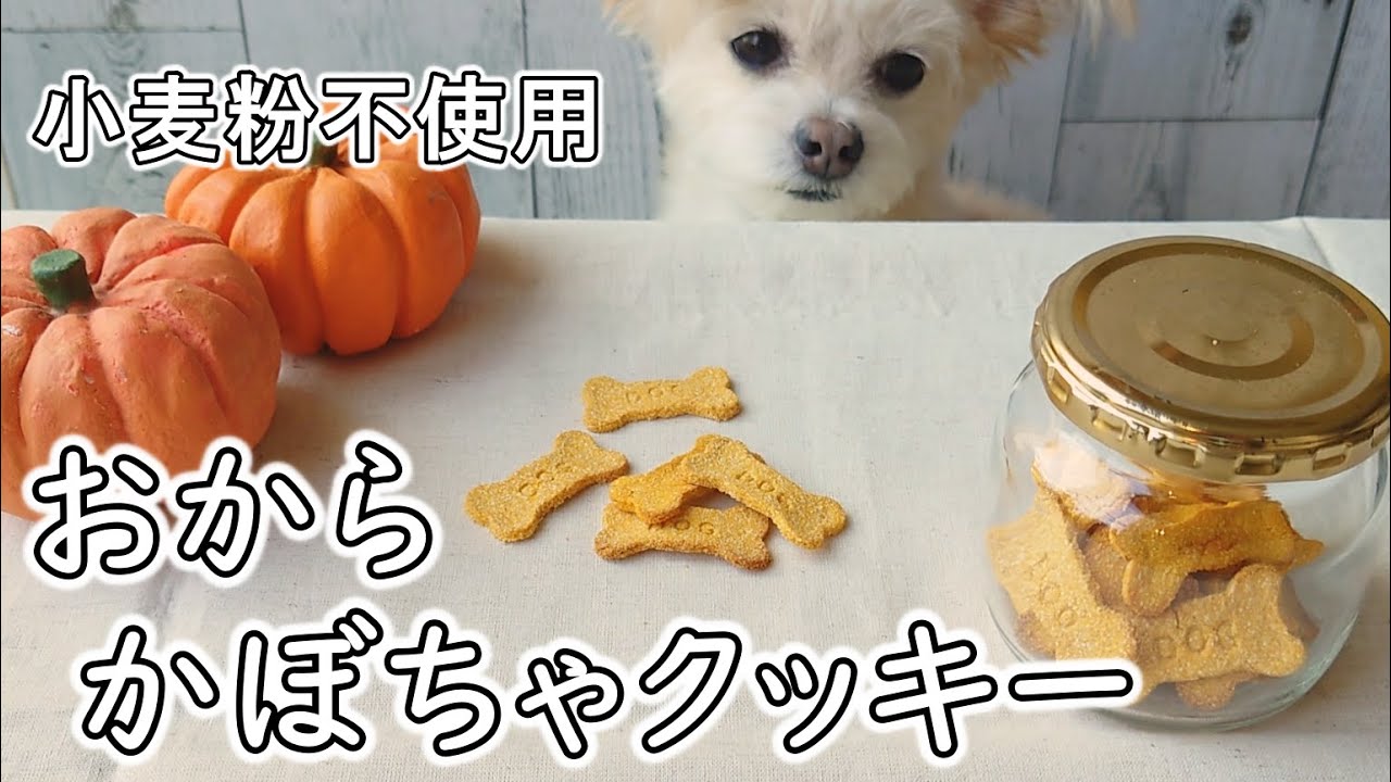 【簡単！】チワプーと作る犬用おやつ　小麦粉不使用　グルテンフリーの『犬用おからかぼちゃクッキー』の手作りレシピ 【ハロウィン】