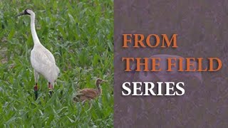 Observing Nesting Whooping Cranes in Reintroduced and Remnant Populations by International Crane Foundation 345 views 6 months ago 57 minutes