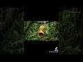 Real life pokemon evolution 5 #pokemon #fanart #bellsprout #weepinbell #victreebel