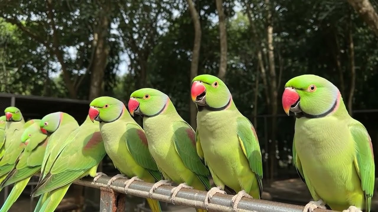 Green Ringneck Parrot Natural Voice in Nature