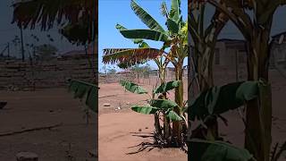 A beautiful  sunny day in our village  homestead  in Africa 🌍