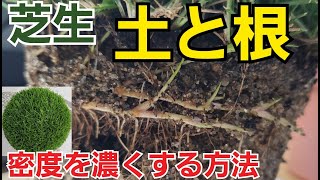 【芝生】の土壌　土と根の関係から密度がわかる　密度の高い仕組み