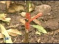 INJERTO DE FRUTALES CADUCIFOLIOS EN LA SIERRA DEL PERU