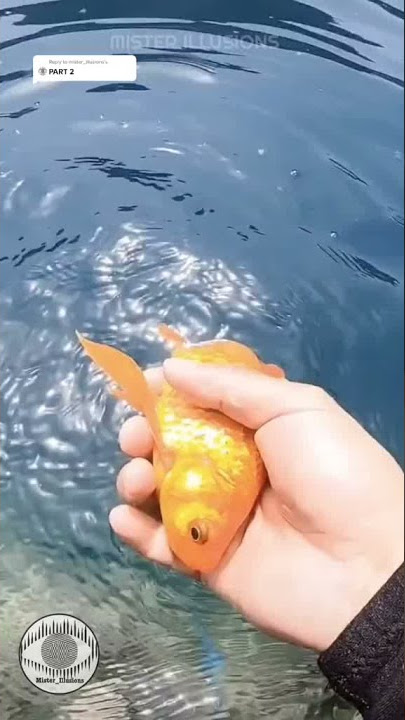 Ikan merah dilempar ketengah balik lagi #shorts #videoshorts #youtubeshorts