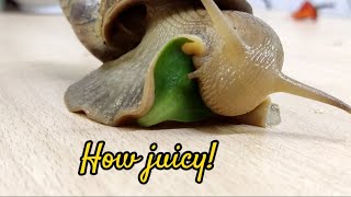 Timelapse, 🐌 eats a leaf.