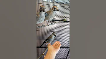 СОЙКИ НАЛЕТАЮТ НА ЕДУ 😁
