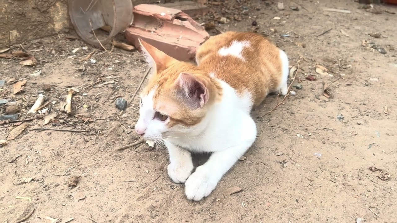 Orange meow 😻. #cat #kitten #cute #meow 