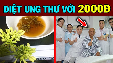 Ngày Y Chấn Động Vì Hoa Đu Đủ Ngâm Mật Ong DIỆT UNG THƯ Khi Làm Theo Cách Này