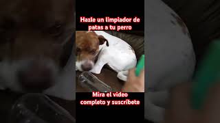 Como hacer un limpiador de patas para perro #dog #perros #perro