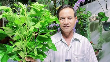 Cây Dâu Tằm 1 Vị Thuốc Quý Ít Ai Biết