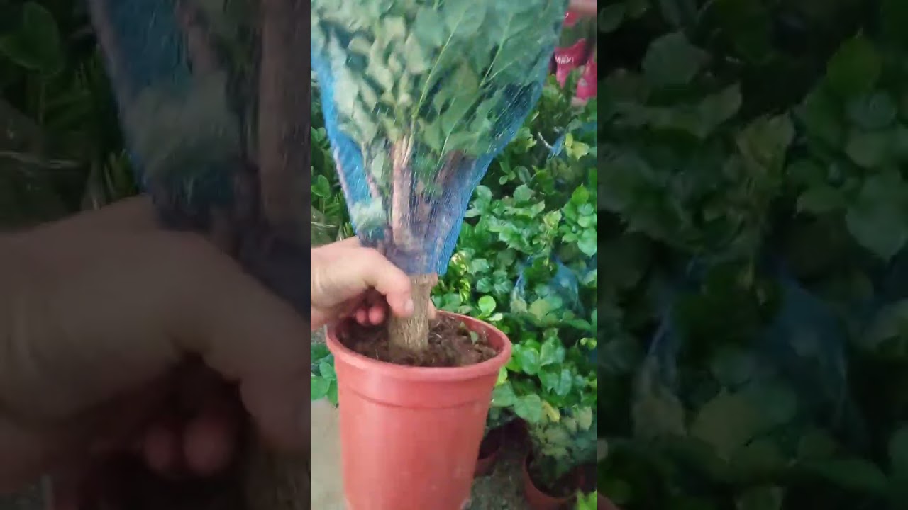 Андижон Гуллар Олами 993281059