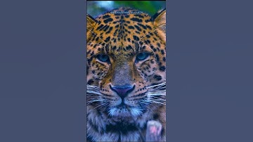 Build Character Build Success Integrity🔥🔥#shorts