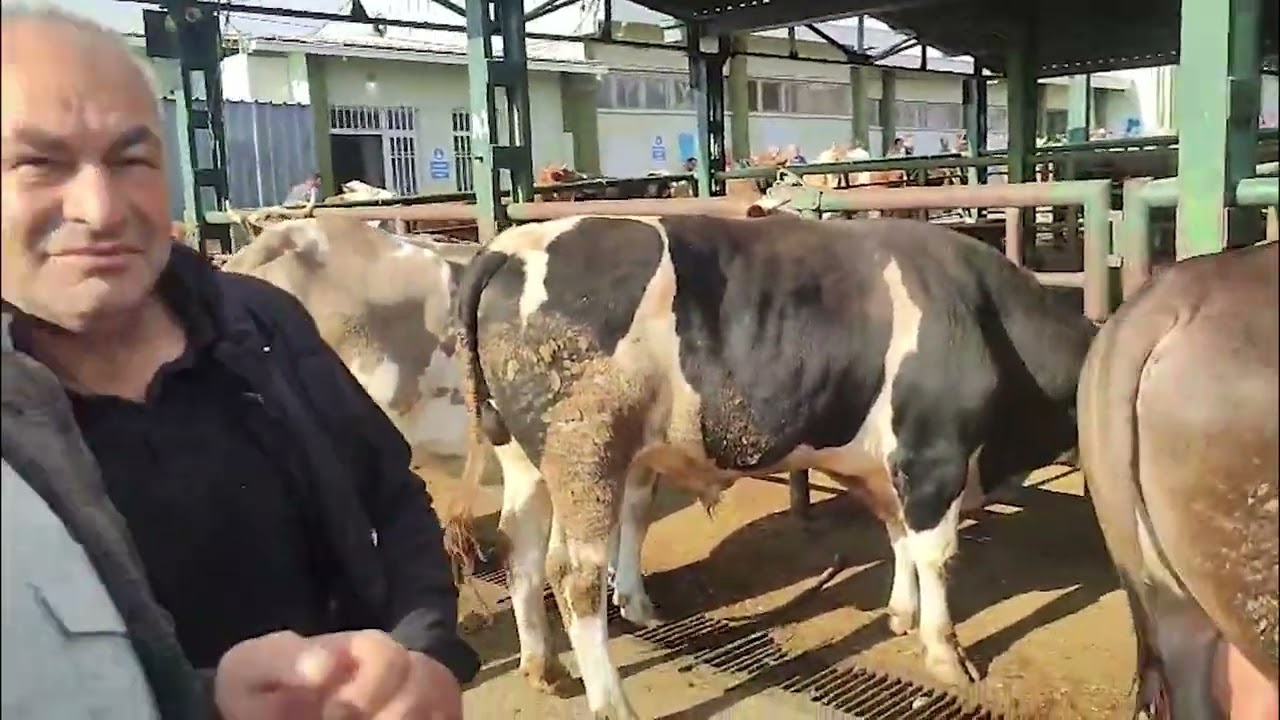 MALATYA CANLI HAYVAN PAZARI HAYVAN FİYATLARI (30.05.2025)