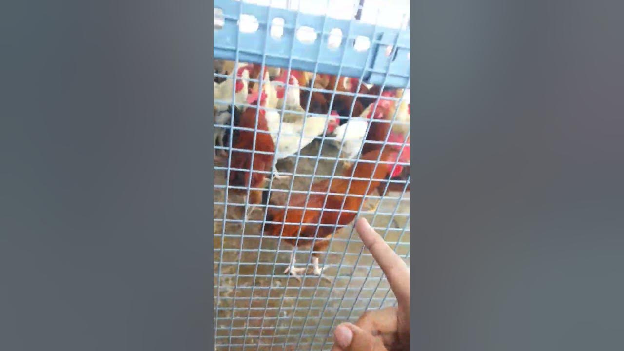 I fed flour to the ants.🐜🤘 YouTube