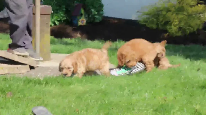 Cockapoo Puppies For Sale Sara Beiler