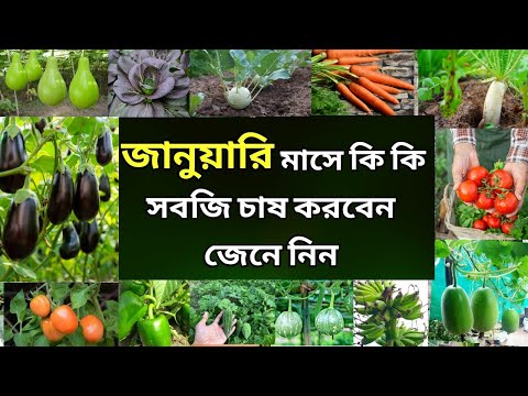 ভিডিও: রাশিয়ায় কি সবজি জন্মায়?