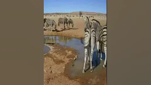 The Zebras Chased The Warthog Away From The Watering Hole