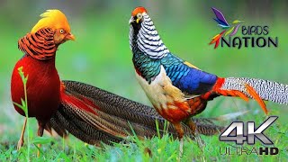 The most beautiful birds of the world in 4K UHD - Colorful Exotic Birds with relaxing music #birds