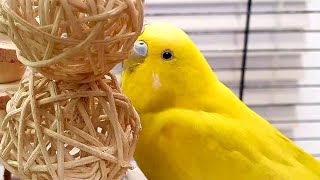 9 Hours Of Budgie Sounds For Lonely Birds