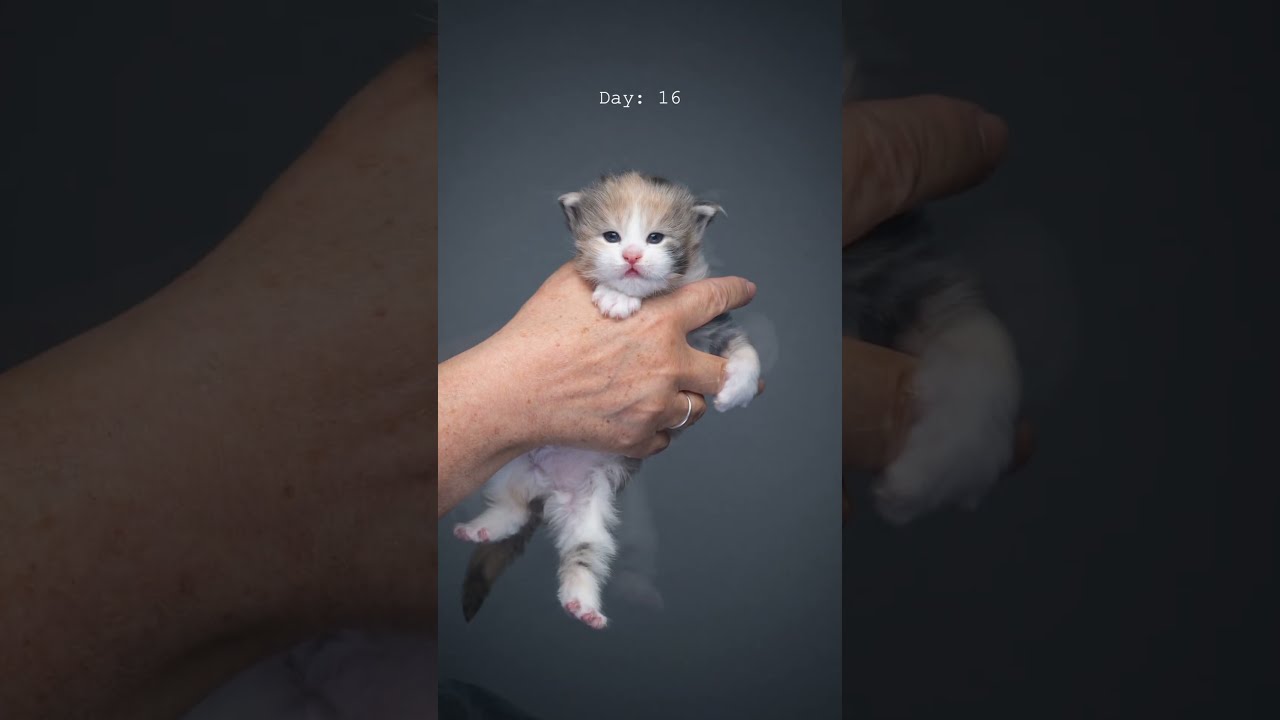 Maine Coon Kitten Growing Up Furryfritz Catographer Cat Mainecoon Catphotography