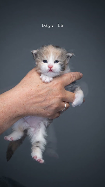 Maine Coon kitten growing up 📈 #furryfritz #catographer #kitten #cat #mainecoon #catphotography