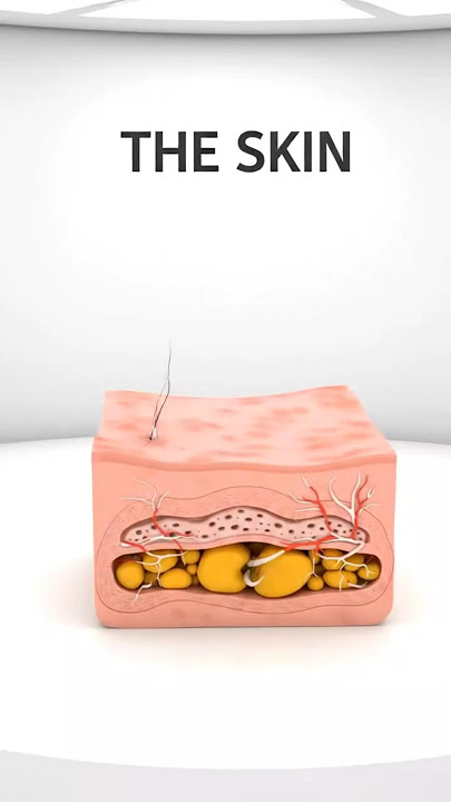 The Skin's 3 Layers 🖐️ (Your Body's Armor)