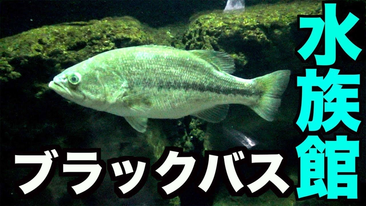 潜入 ブラックバス水族館 Youtube