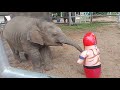 Baby Elephant with Sister and Mother /EP27.มาดูอาการตุลาเมื่อเจอของเล่นชิ้นใหม่ ที่แม่ๆfc ฝากมาให้