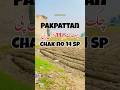 Chak 14 Sp Pakpattan #village #pind #pakpattan