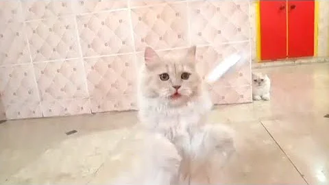 Video 11003061: persian kitten playing, persian cat playing