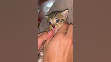 Thumbnail of Anak kucing meong meong 😅😅 #kucing #kitten #kucinglucu #kucingimut #catlover