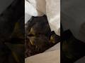 Baby Birds Stuck In Dryer Vent Hose