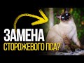 Топ 5 самых опасных пород кошек