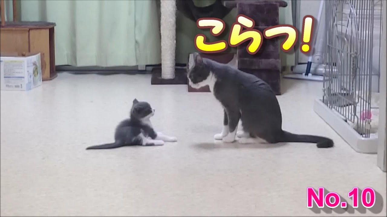 かわいい猫の親子 Cat Parent Child Bond Youtube