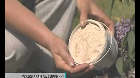 Уход за сиренью   уДачные советы