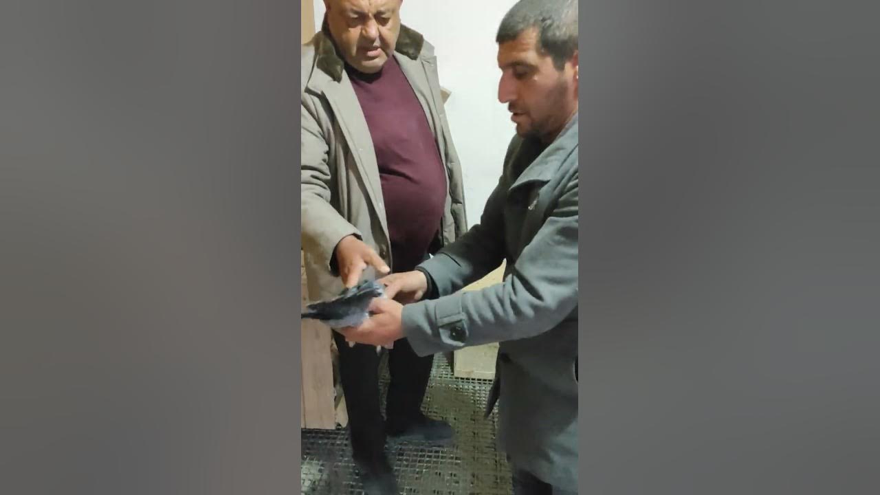 кус сегодня