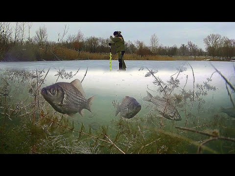 Нашел МНОГО Карася по Первому льду! Подводная съемка