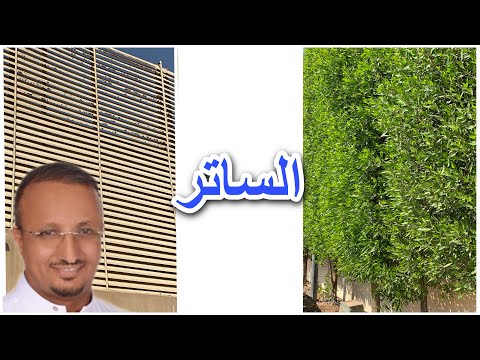 فيديو: هل الأشجار أفضل من البرادي؟