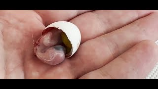 Unbelievable! Hatching tiny parrot eggs from pet store.