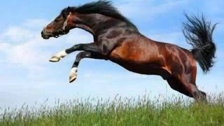 Equus (лошади)