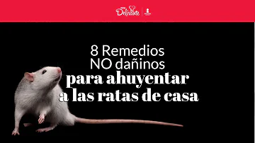 ¿Qué puede ahuyentar a las ratas?