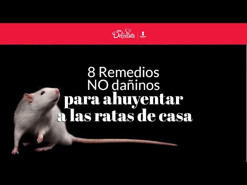 Cómo eliminar las ratas de mi casa de forma rápida y casera?