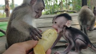 BABY MONKEY ACIL EATING BANANA