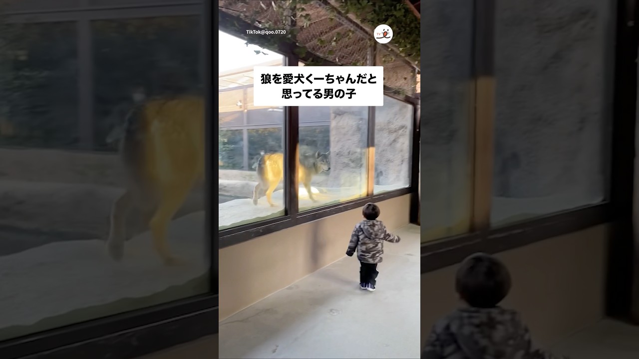 愛犬くーちゃんの正体は…｜PECO - YouTube